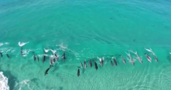 Video shows dolphins surfing in Western Australia's waters