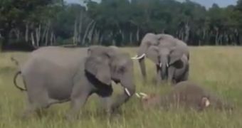 Watch: Elephant Calf Mourns the Loss of Its Mother