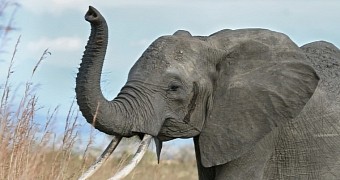 Elephants can be very aggressive when in the mood for romance