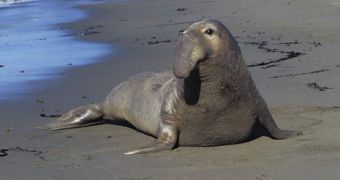 Video shows elephant seals battling each other for the right to mate