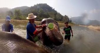 Elephant in Thailand enjoys a nice bath in a local river