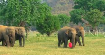 Video shows elephants playing with a big, red ball