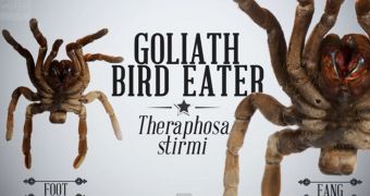 Video details how bird-eating spiders catch and kill their prey
