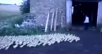 Farmer is Russia orders his ducks around, they quickly obey