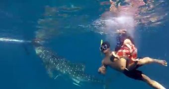 Video shows father and son swimming alongside whale sharks in the Philippines