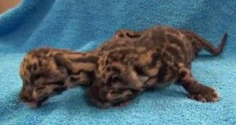Watch: First Look at Three Newborn Clouded Leopard Cubs