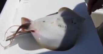 Video shows fisherman helping a stingray deliver its offspring