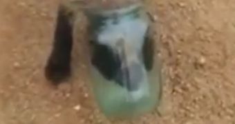 Watch: Fox Cub Gets Its Head Stuck in a Jar, Asks People for Help