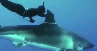 Watch: Free Diver Swims Alongside Great White Shark