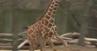 Watch: Giraffe Could Not Be Happier About the Arrival of Spring