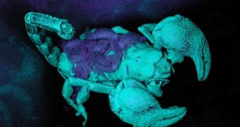 Some scorpions attract their prey by glowing in the dark