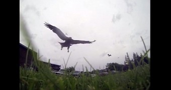 Eagle shown seconds before descending to steal the GoPro camera