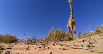 Giraffe meets GoPro camera, kicks it