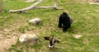 Watch: Goose Takes On Full Grown Gorilla