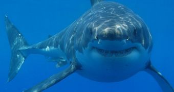Great white tries to get inside a diving cage