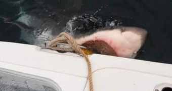 Great white shark comes dangerously close to a boat off the coast of New Jersey