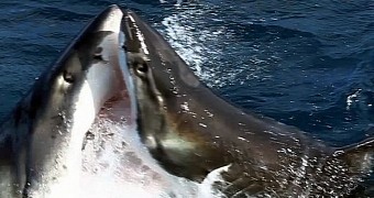 Video shows a great white shark sinking its teeth into a smaller opponent