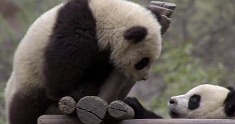 Panda cubs are the cutest baby animals ever
