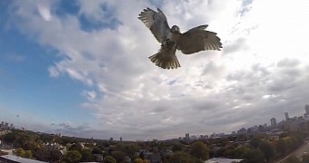 Hawk attacks drone