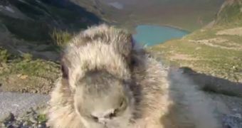 Video shows marmot kissing a GoPro camera