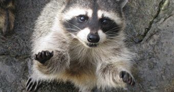 Watch: Hilarious Raccoon Shows Off Its Acrobatic Skills