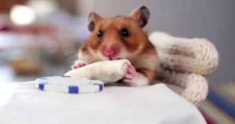 Lucky hamster enjoys its special feast