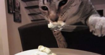 Video shows a kitten eating with a fork