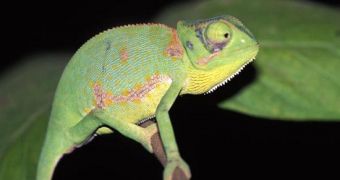 Video shows how baby chameleons can go hunting immediately after they hatched