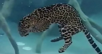 Confused jaguar thinks it's a submarine