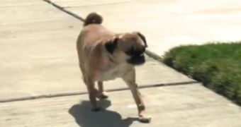 Watch: Jazzy, the Pug with 2 Broken Legs, Makes Amazing Recovery