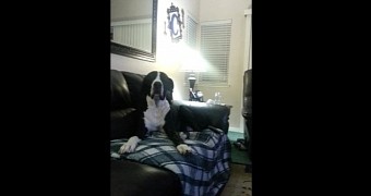 Great Dane is desperate to get “lovies” from his owner