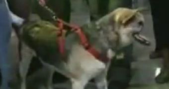 Watch: Kabang, Hero Dog That Lost Her Snout, Returns Home
