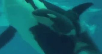 Killer whale gives birth at SeaWorld in San Diego