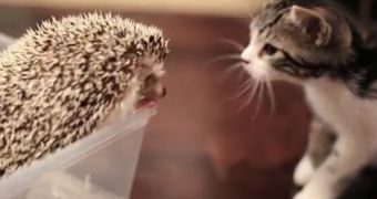 Kitten meets hedgehog video goes viral in a matter of hours