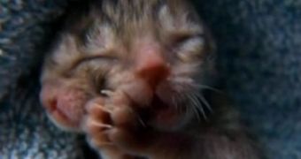 Watch: Kitten with Two Faces Named Duecy Born in Oregon