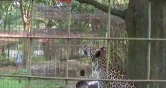 Watch: Leopard Launches Vicious Attack Against Defenseless Piñata