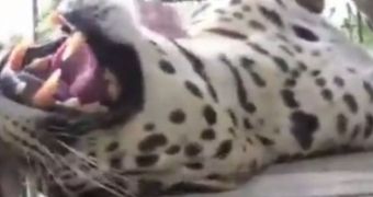 Video shows leopard getting a massage, loving every moment of it