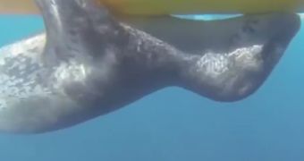 Watch: Leopard Seal Hugs Kayak, Seems Unwilling to Let Go