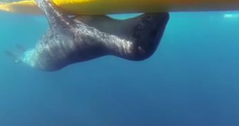 Leopard seal caught on camera while hugging a kayak