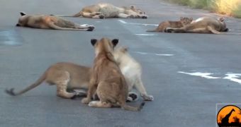 Lion family caught on camera in Krueger National Park in South Africa
