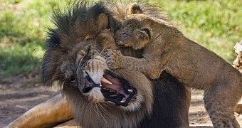 Lion cub is desperate to play with its dad