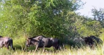 Hilarious video shows a group of wildebeest going in circles around a bush