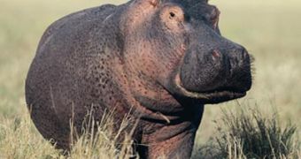 Video shows male hippos fighting each other