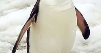 Video shows a male penguin eating its own chick