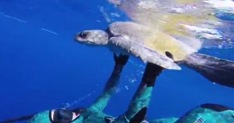 Video shows diver saving a turtle caught in a fishing net