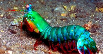 Video shows how amazing mantis shrimps are