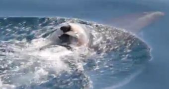 Watch: Mother Dolphin Carries Her Dead Calf on Her Back for Days