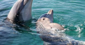 Amazing video shows a mother dolphin giving birth to its baby