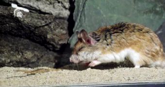 The grasshopper mouse feeds on scorpions, does not mind getting stung by them