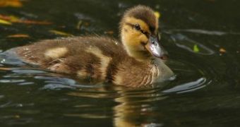 Abused ducks go swimming for the first time in their lives